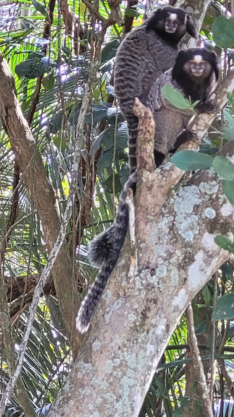 Um paraíso em condomínio à beira-mar na Ponta da Sela – Sul